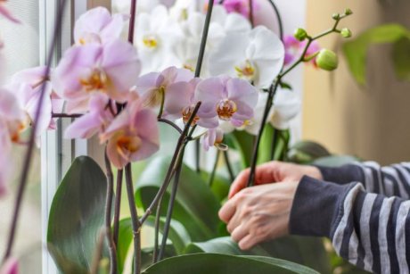 Чем опасно для орхидей жаркое лето